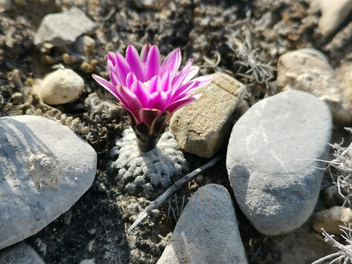 Turbinicarpus valdezianus