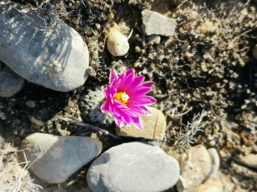 Turbinicarpus valdezianus