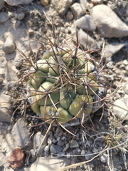 Coryphantha poselgeriana