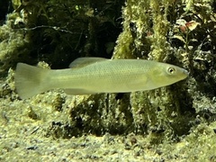Fundulus seminolis