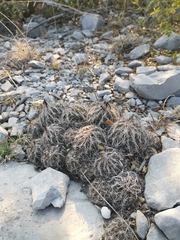 Coryphantha nickelsiae