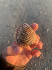 Acanthocardia aculeata