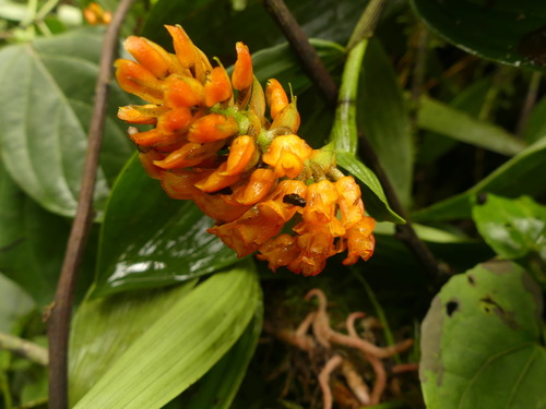 Elleanthus discolor (Rchb.f. & Warsz.) Rchb.f. 4
