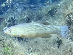 Fundulus seminolis