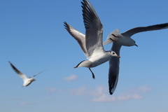 Chroicocephalus ridibundus