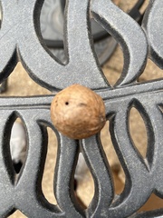 Disholcaspis quercusglobulus