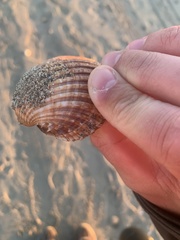 Acanthocardia aculeata