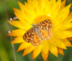 Chrysolarentia chrysocyma