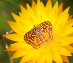 Chrysolarentia chrysocyma