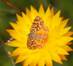 Chrysolarentia chrysocyma