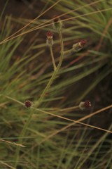 Senecio discodregeanus