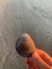 Laevicardium oblongum