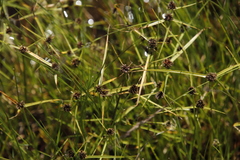 Cyperus teneristolon