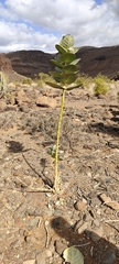 Calotropis procera image