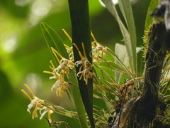 Maxillaria pseudoreichenheimiana