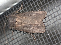 Euxoa velleripennis