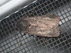 Euxoa velleripennis