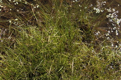Cyperus teneristolon