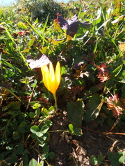 Crocus scharojanii