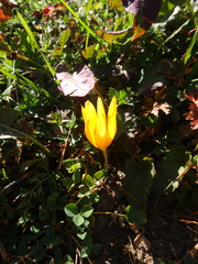 Crocus scharojanii