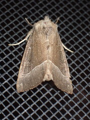Papaipema nebris