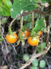 Solanum tomentosum