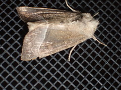 Papaipema nebris