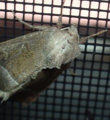 Papaipema nebris