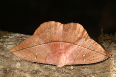 Lonomia electra