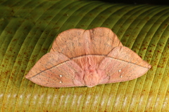 Lonomia electra