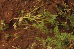 Daucus melananthus