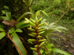 Guzmania rhonhofiana