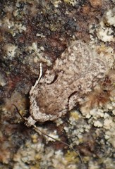 Agonopterix curvilineella