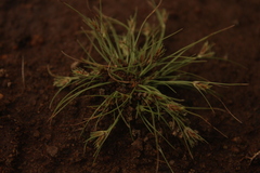 Bulbostylis humilis