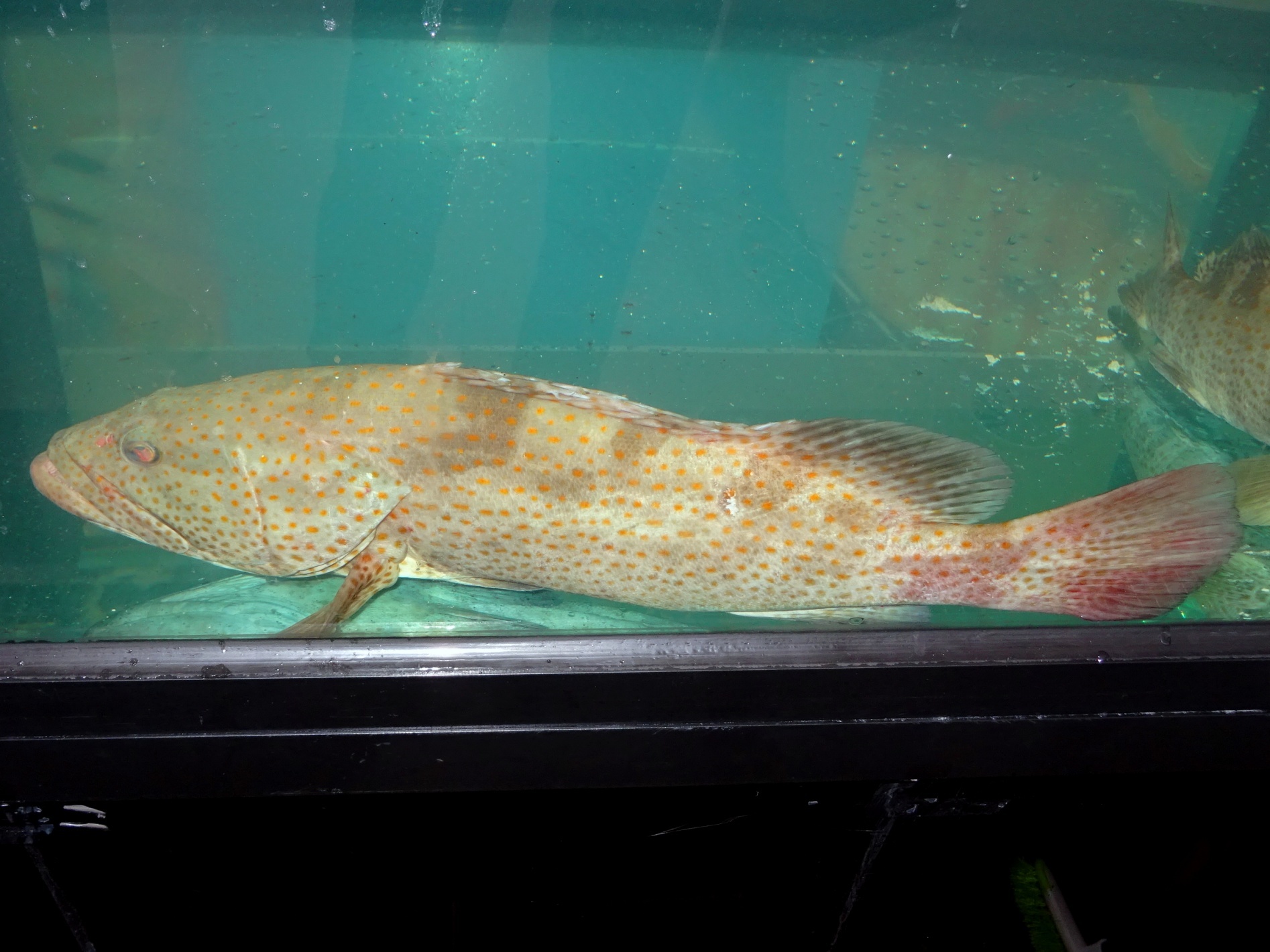 點帶石斑魚(青斑) Epinephelus coioides