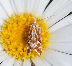 Heliocosma