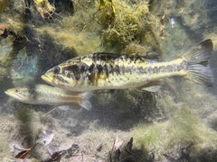 Micropterus notius
