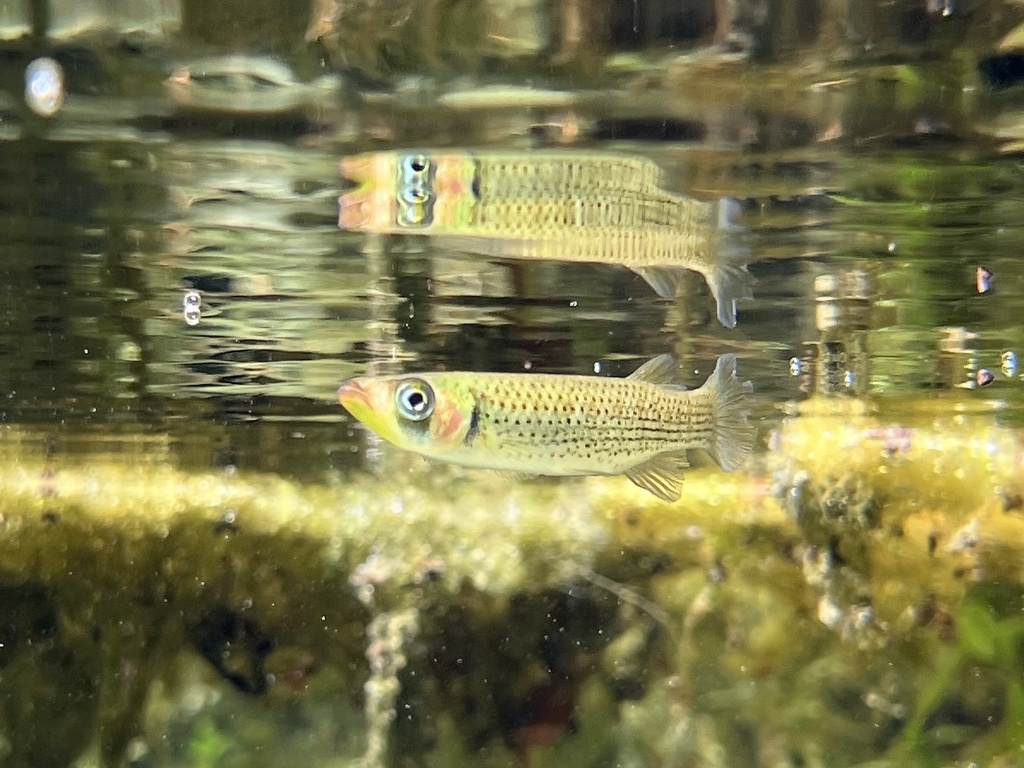 Russetfin Topminnow