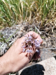 Chromolaena arnottiana