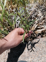Chromolaena arnottiana