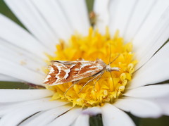 Heliocosma