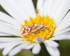 Heliocosma
