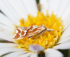 Heliocosma