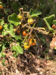 Solanum tomentosum