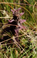 Bellardia trixago
