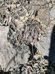 Thelocactus rinconensis freudenbergeri