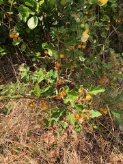 Solanum tomentosum