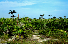 Pseudophoenix sargentii