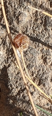 Asparagus plocamoides image