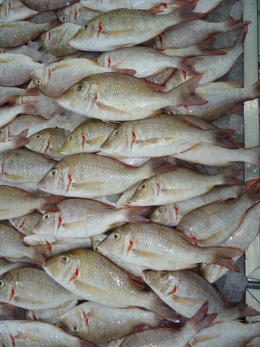 Lethrinus lentjan